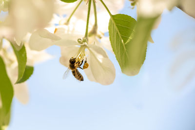 Close-up of bee pollinating on flower