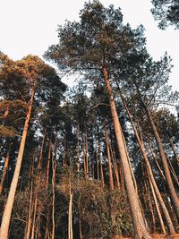 Low angle view of bamboo trees in forest