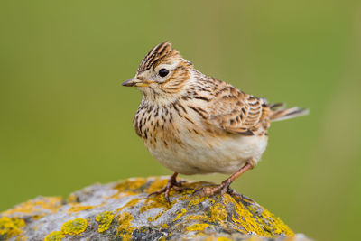 Close-up of bird perching