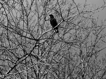 Low angle view of silhouette bird perching on bare tree
