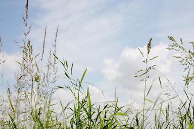 Low angle view of plants growing on field against sky