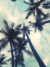 Low angle view of palm trees against sky