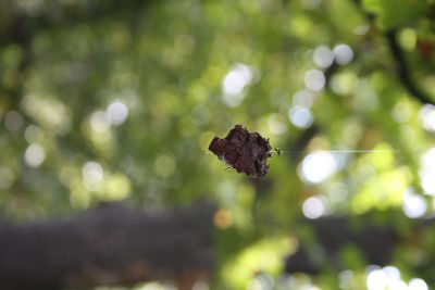 Close-up of leaf on tree