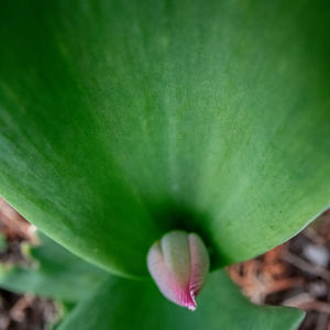 Close-up of lotus water lily