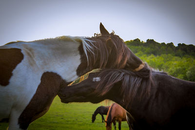 Horses on a field
