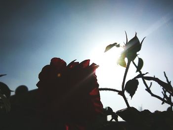 Close-up of silhouette lizard against sky