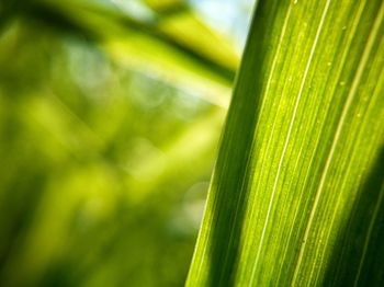 Close-up of fresh green leaf