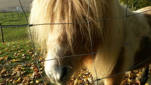 Horse on field