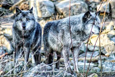 Close-up of wolves