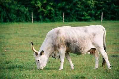 Hungarian grey cattle