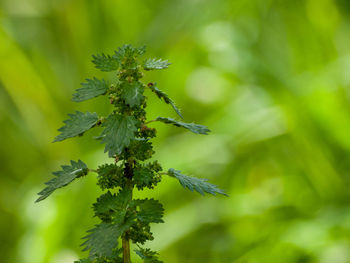 Close-up of plant