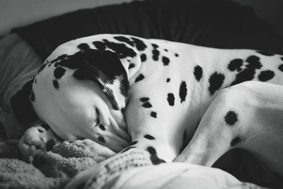 Close-up of dalmation sleeping