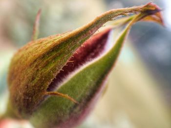 Close-up of green plant