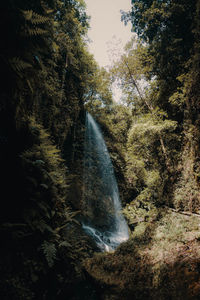 Scenic view of waterfall against trees in forest