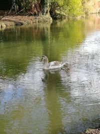 Swans swimming in lake