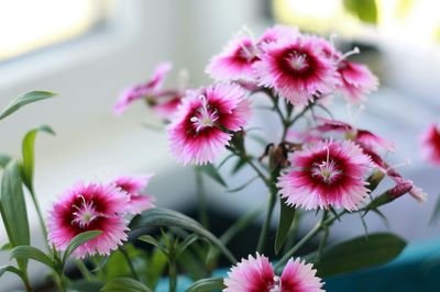 Close-up of pink flowers blooming outdoors