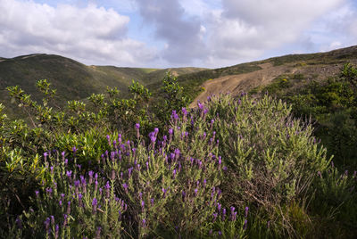 Scenic view of flowering plants on field against sky