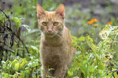 Portrait of cat sitting outdoors