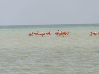 Group of birds on the sea