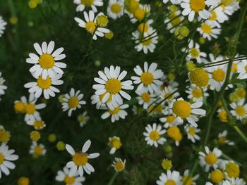 Close-up of daisies