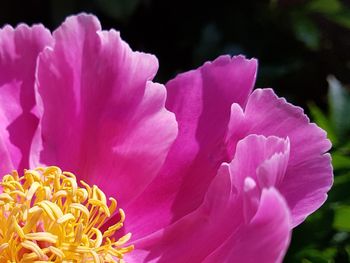 Close-up of pink rose