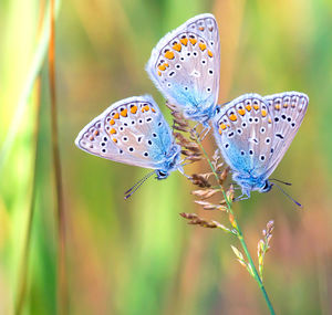 Close-up of butterfly on plant