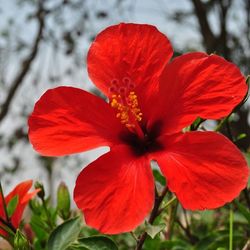 Close-up of red flower