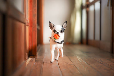 Portrait of dog on hardwood floor at home