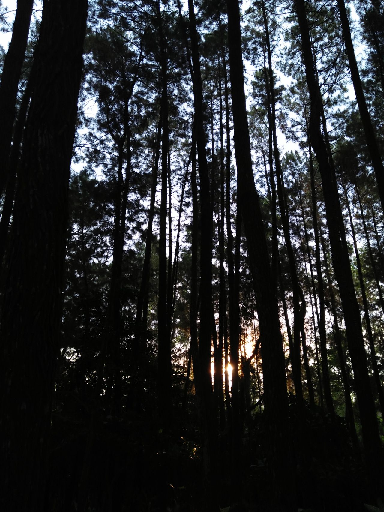 Hutan Pinus Imogiri