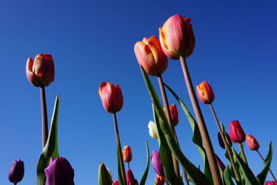Close-up of red tulips against blue sky