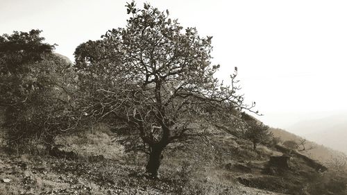 Low angle view of tree against clear sky