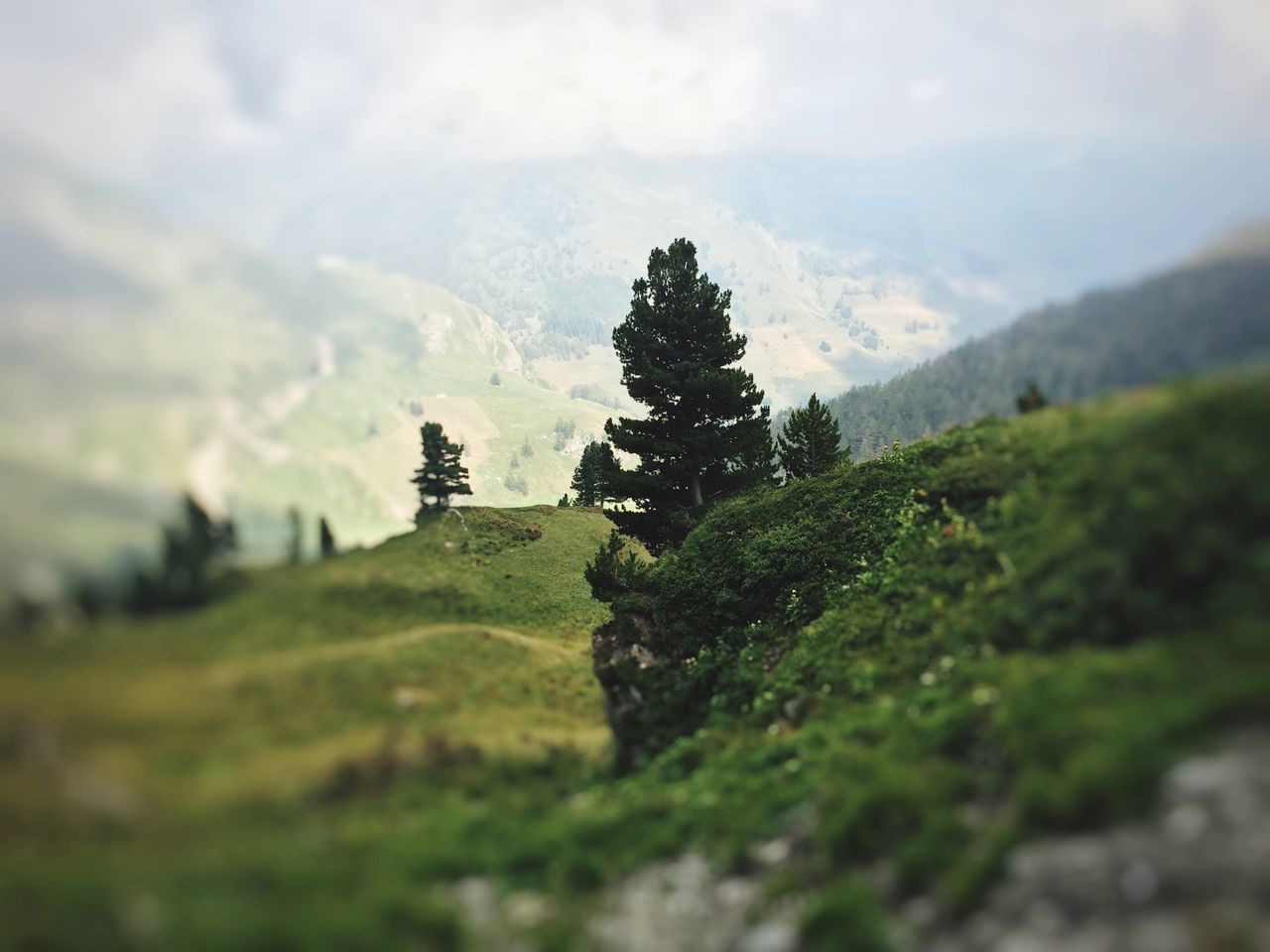 tree, tranquil scene, scenics, tranquility, landscape, beauty in nature, sky, nature, selective focus, green color, non-urban scene, growth, cloud - sky, solitude, outdoors, green, day, surface level, mountain, no people, remote, cloudy, countryside