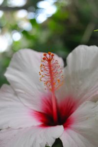 Close-up of pink flower
