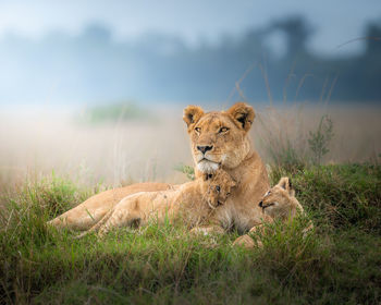 Lioness sitting on field