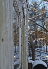 Close-up of icicles on tree during winter