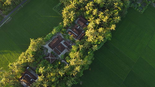 High angle view of trees and plants growing on field