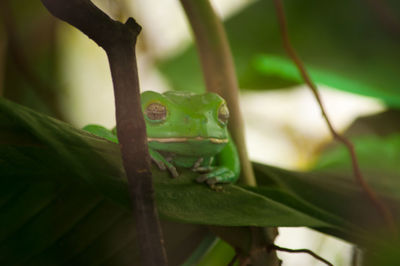 Close-up of a lizard on leaf