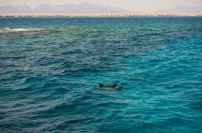 View of birds swimming in sea