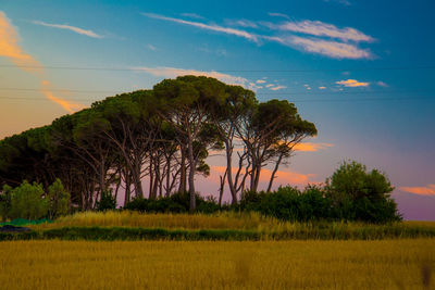 Trees on field against sky at sunset