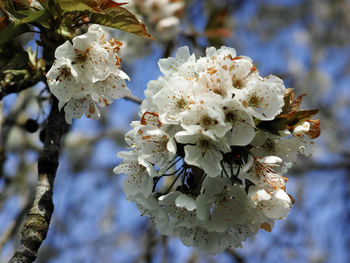 Close-up of white cherry blossom tree