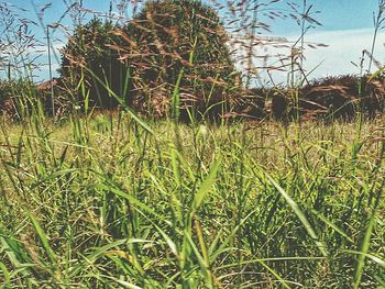 Close-up of plants growing on field