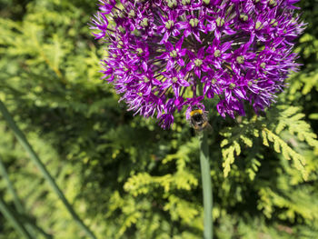 Close-up of bee on purple flower