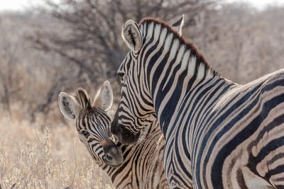 View of a zebra