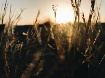 Close-up of stalks in field against sunset