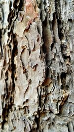 Full frame shot of tree trunk