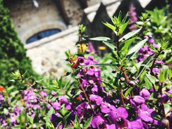 Close-up of pink flowering plant