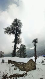 Trees on snow covered field against sky