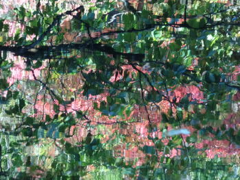 Reflection of flowers in lake