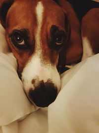 Close-up portrait of dog at home