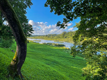 Scenic view of field against sky